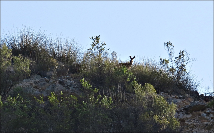 3 Bedroom Property for Sale in Joubertina Eastern Cape